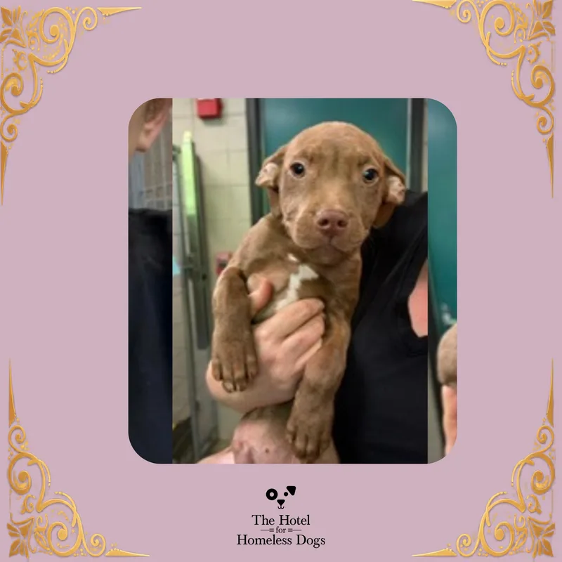 A baby medium-sized female Yellow / Tan / Blond / Fawn Terrier dog named Fawn for adoption in Cumberland, RI