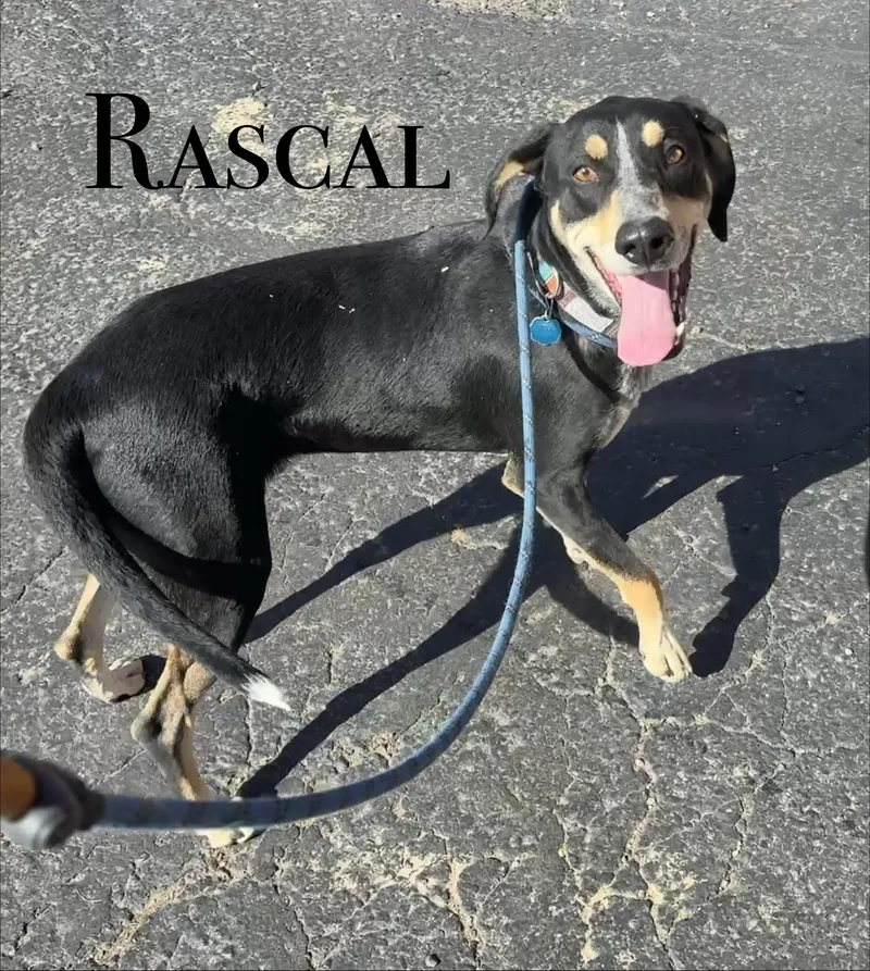 An adult medium-sized male Hound dog named Rascal for adoption in Craig, CO