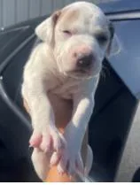 A baby medium-sized female Mixed Breed dog named Lysol for adoption in West Chester, PA