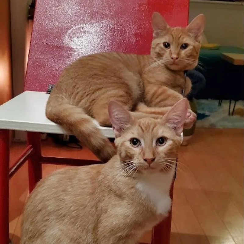 An adult small-sized male Orange / Red Domestic Short Hair cat named Statler Bonded with Waldorf for adoption in Howard beach, NY