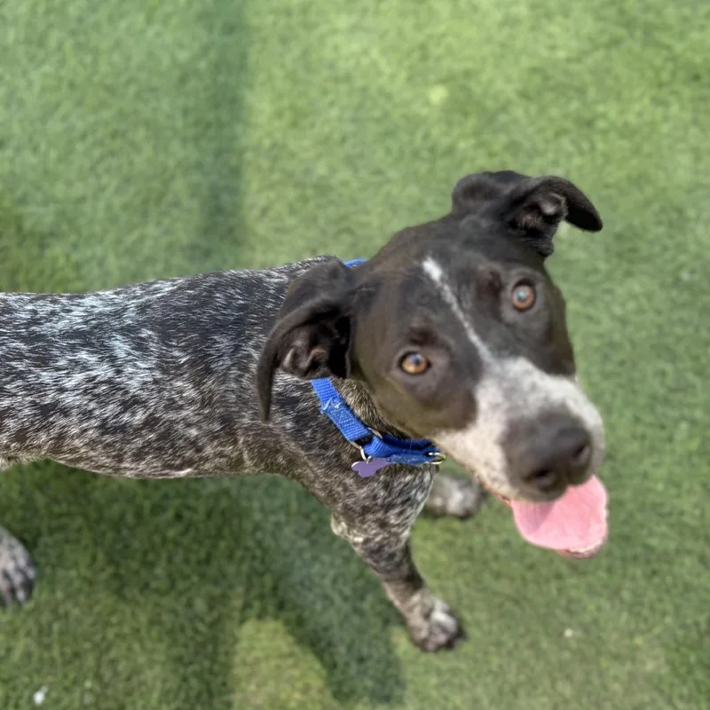 A young medium-sized female Black German Shorthaired Pointer dog named Sharlene Stacy for adoption in Tempe, AZ