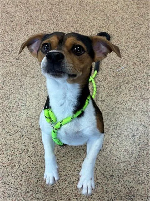 A young small-sized male Beagle dog named Chico for adoption in Springfield, MA
