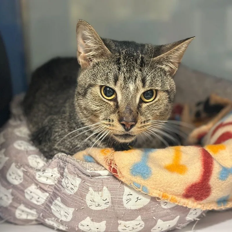 A young small-sized male Domestic Short Hair cat named Electron for adoption in Port Washington, NY