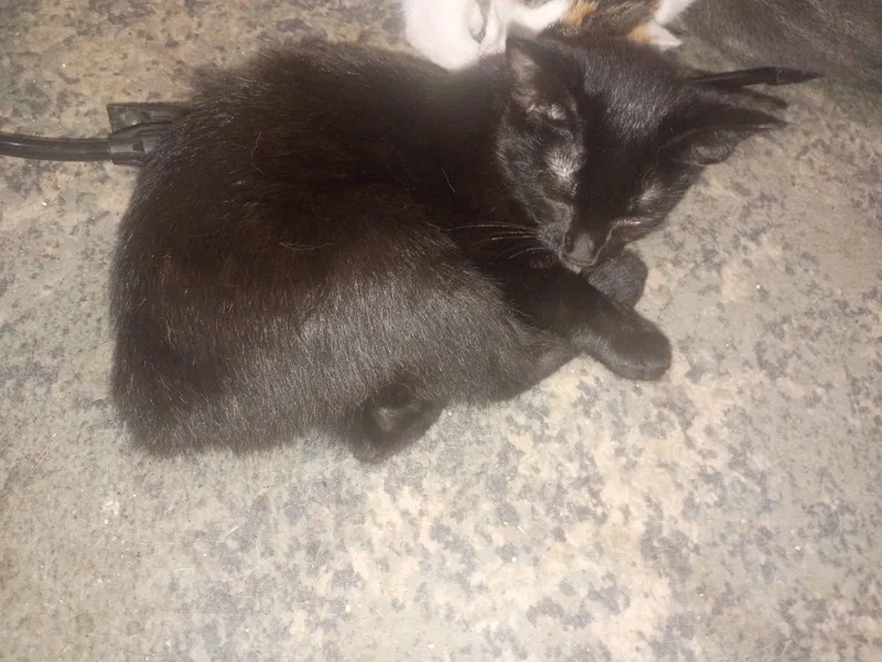 A young medium-sized female Black Manx cat named Nubby for adoption in Niles, MI
