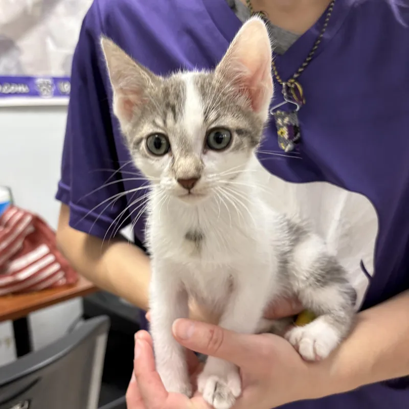 A baby small-sized female Domestic Short Hair cat named Mya for adoption in North Arlington, NJ