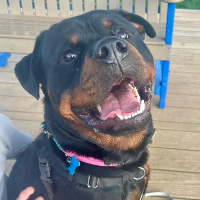 A young large-sized male Rottweiler dog named Barry for adoption in State College, PA