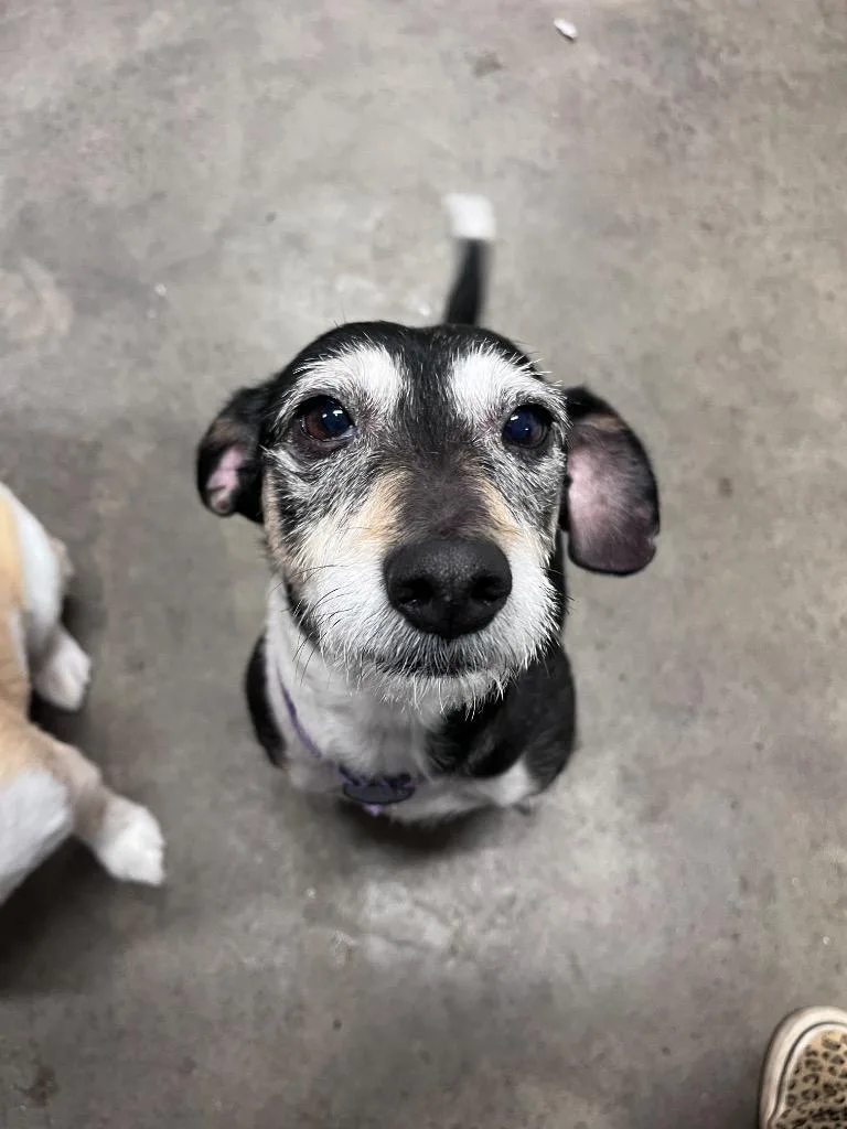 A senior small-sized female Terrier dog named Charli for adoption in Thousand Oaks, CA