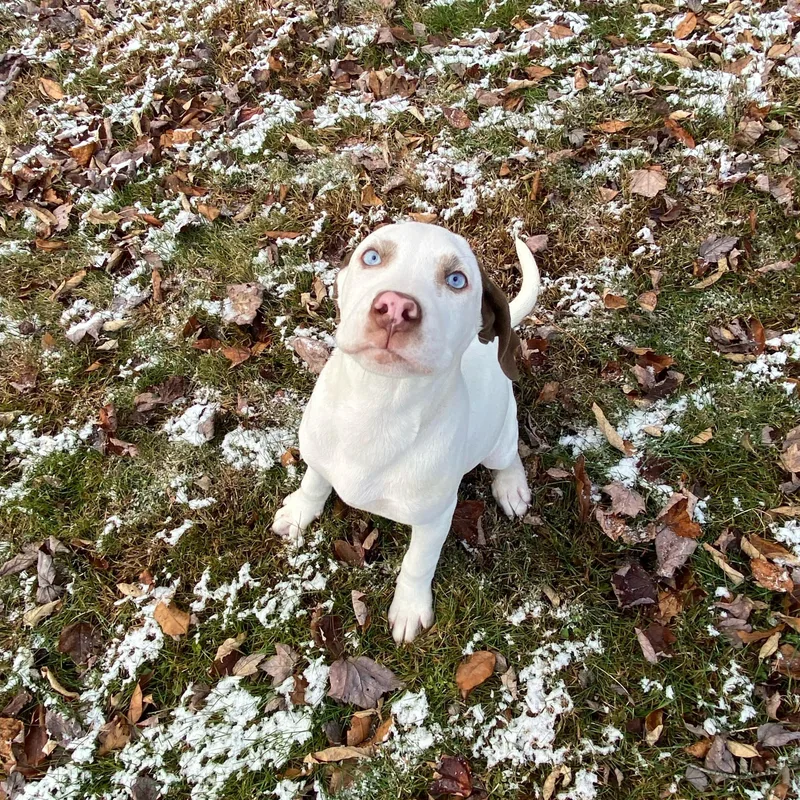 A baby medium-sized female White / Cream American Bulldog dog named Aggie for adoption in Jeffersonville, NY