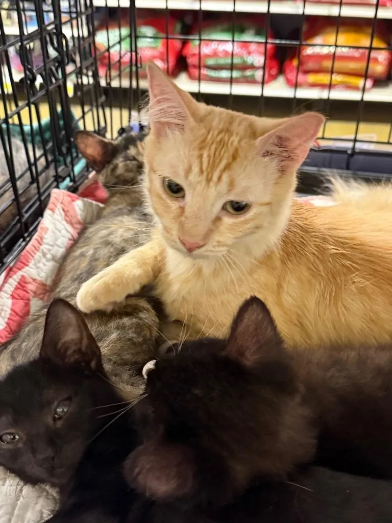 A young large-sized female Domestic Short Hair cat named Thomasina for adoption in warrenville, SC