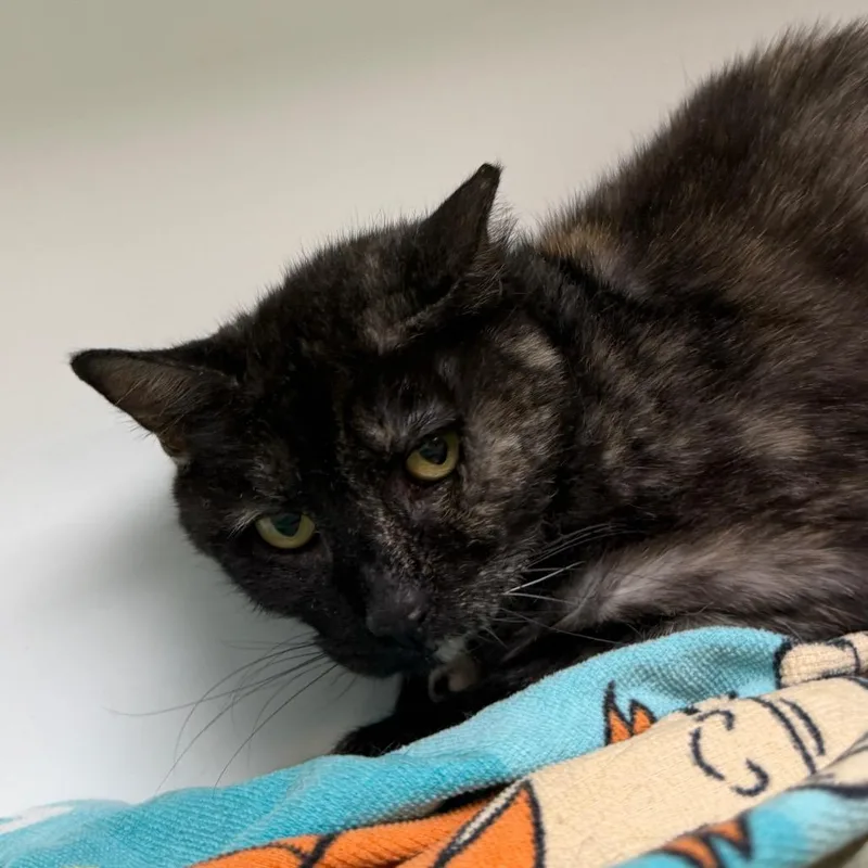 An adult medium-sized female Tortoiseshell Domestic Short Hair cat named Willy for adoption in Philadelphia, PA