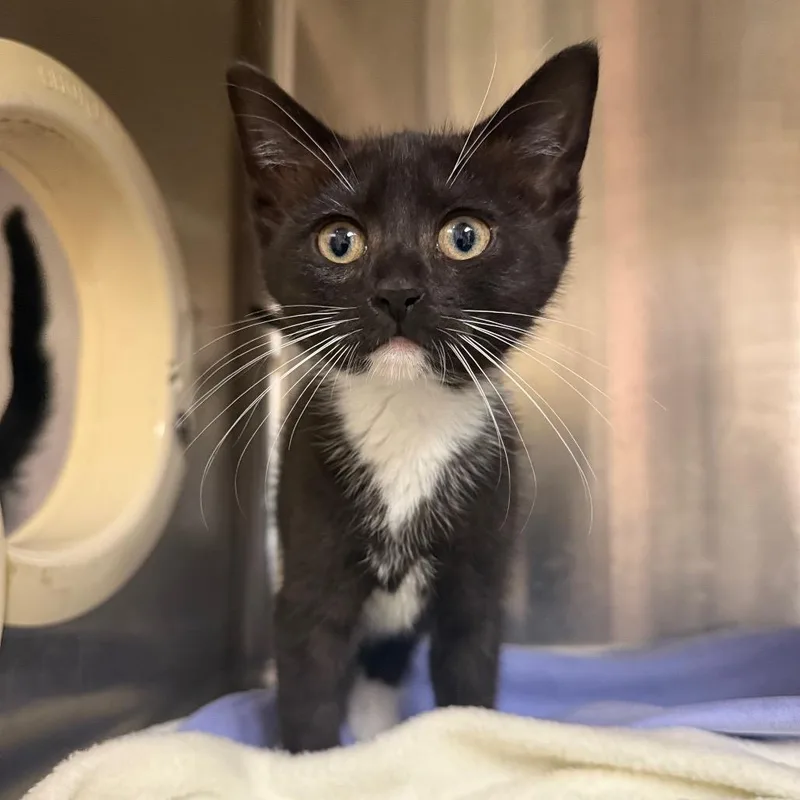 A baby small-sized female Black Domestic Short Hair cat named Cera for adoption in Concord, NH