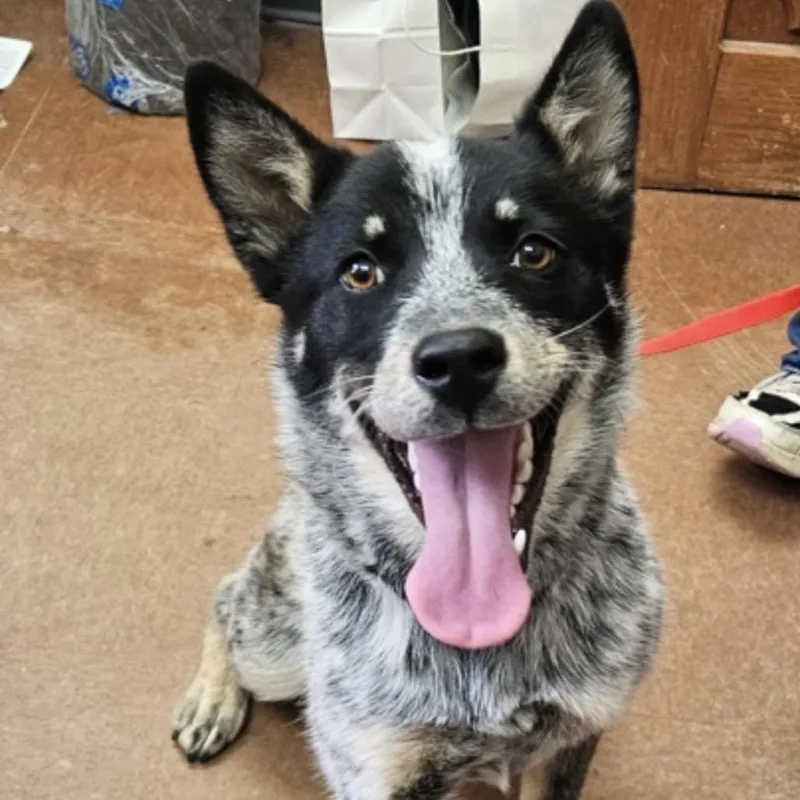 A young medium-sized female Australian Cattle Dog / Blue Heeler dog named Pinta for adoption in Parker, CO