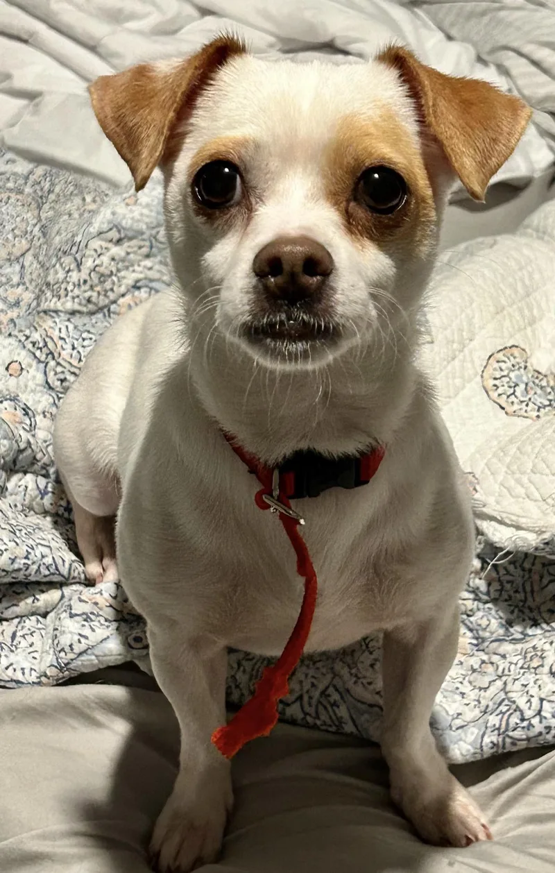 An adult small-sized female Yellow / Tan / Blond / Fawn Chihuahua dog named Leia for adoption in Houston, TX