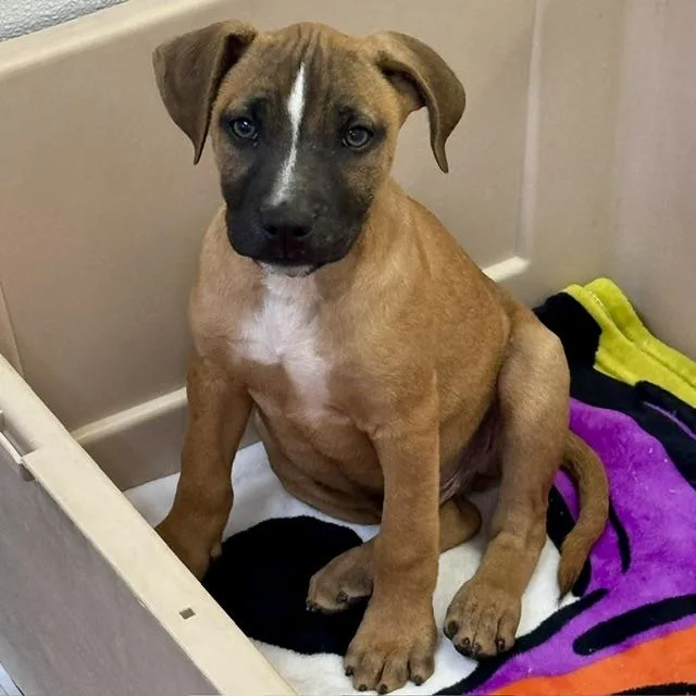 A baby medium-sized male Boxer dog named Bronte for adoption in Wilmington, OH