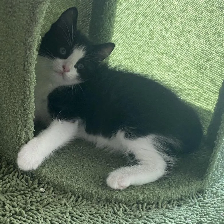 A baby small-sized female Black Domestic Short Hair cat named Ballpark for adoption in Austin, TX