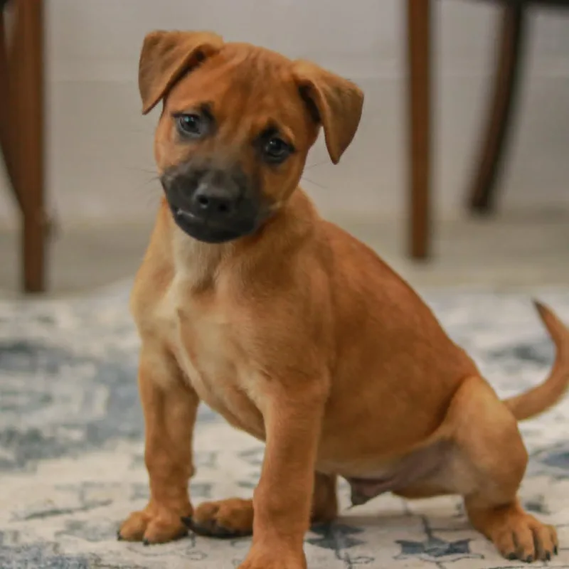 A baby small-sized male Brown / Chocolate Terrier dog named Zeero for adoption in Madisonville, KY