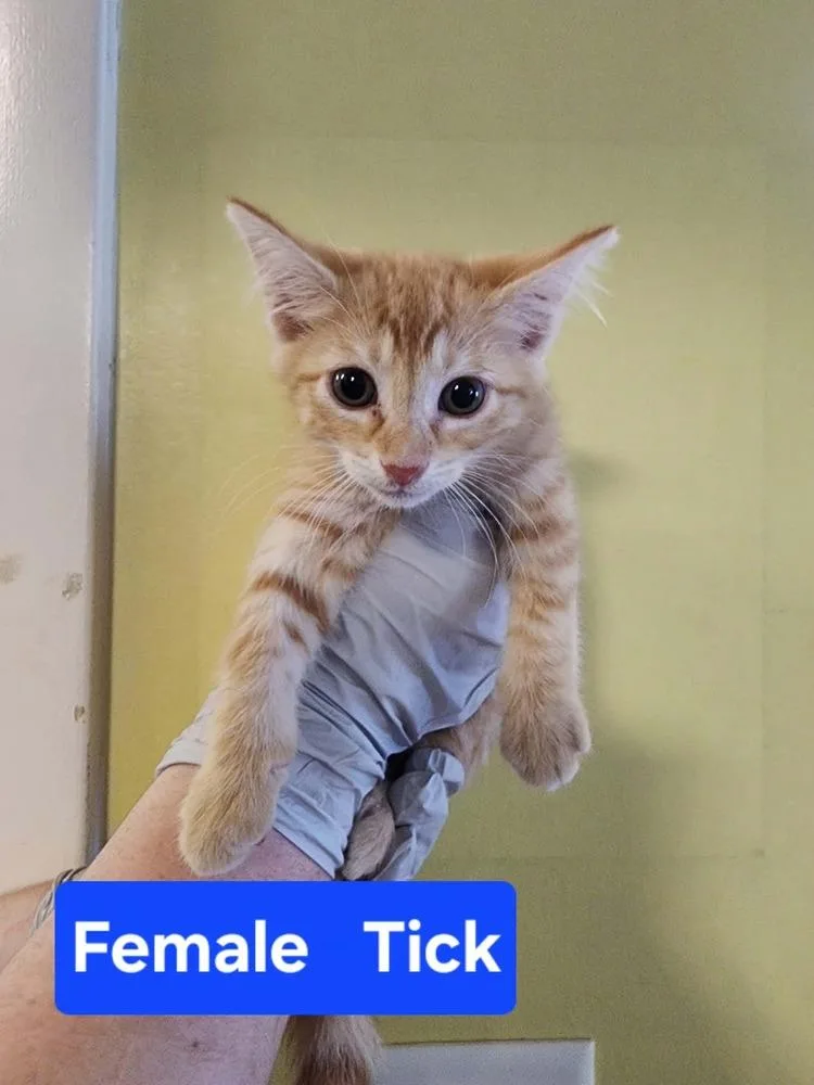 A baby medium-sized female Orange & White Domestic Short Hair cat named Tick for adoption in Evansville, IN