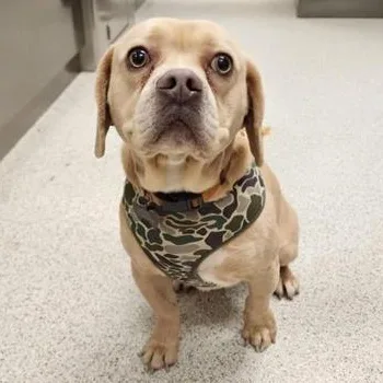 A young medium-sized male Apricot / Beige Mixed Breed dog named Kratos for adoption in Cooperstown, NY