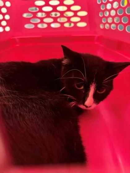 A young medium-sized male Domestic Medium Hair cat named Cascade for adoption in Baraboo, WI