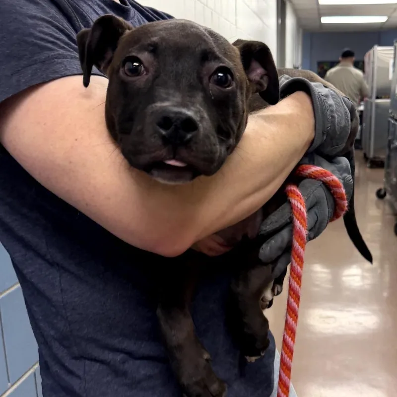 A baby small-sized male Black Pit Bull Terrier dog named Callum for adoption in Northbrook, IL
