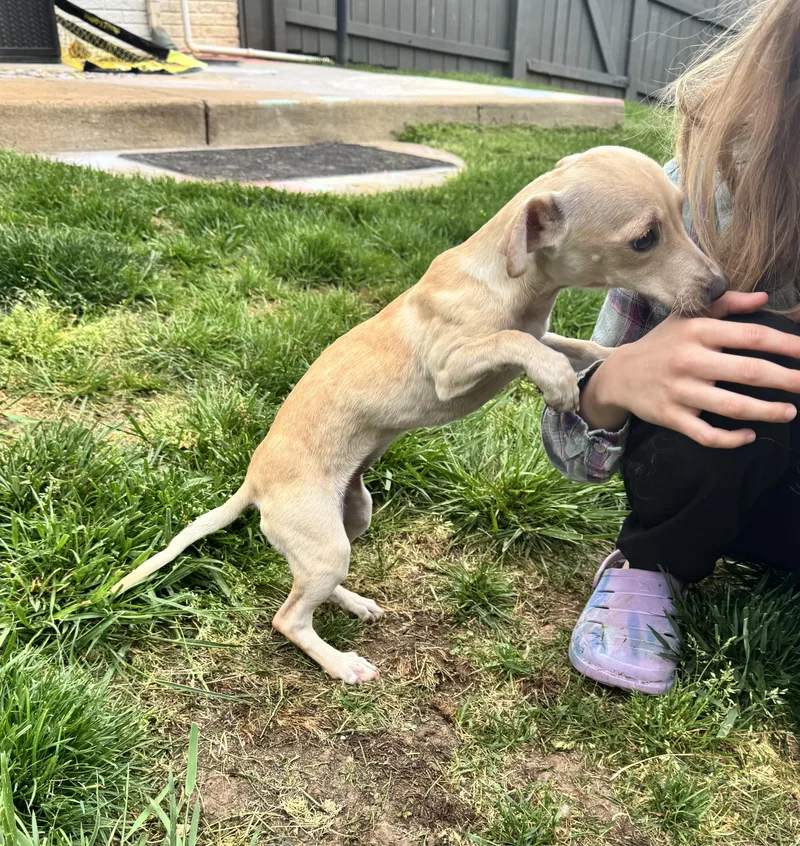 A baby small-sized female Chihuahua dog named Noodles for adoption in Gainesville, VA