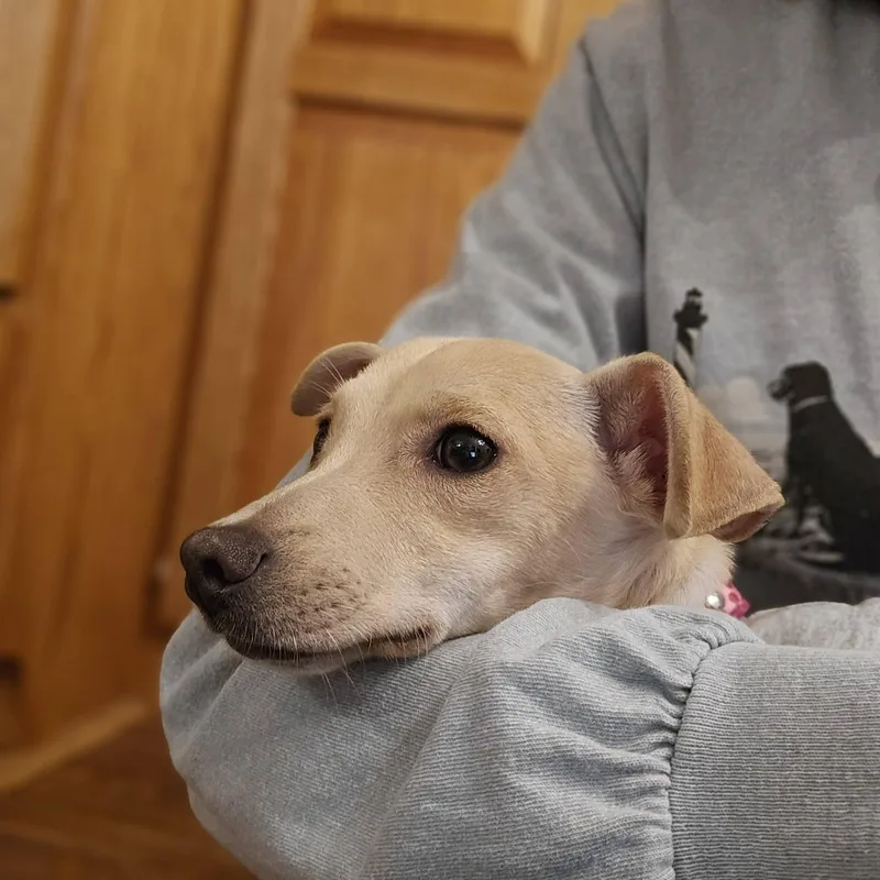 Noodles thumbnail 2