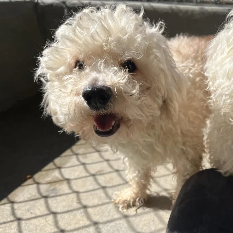 An adult small-sized male Bichon Frise dog named Charlie for adoption in Ashland, OR