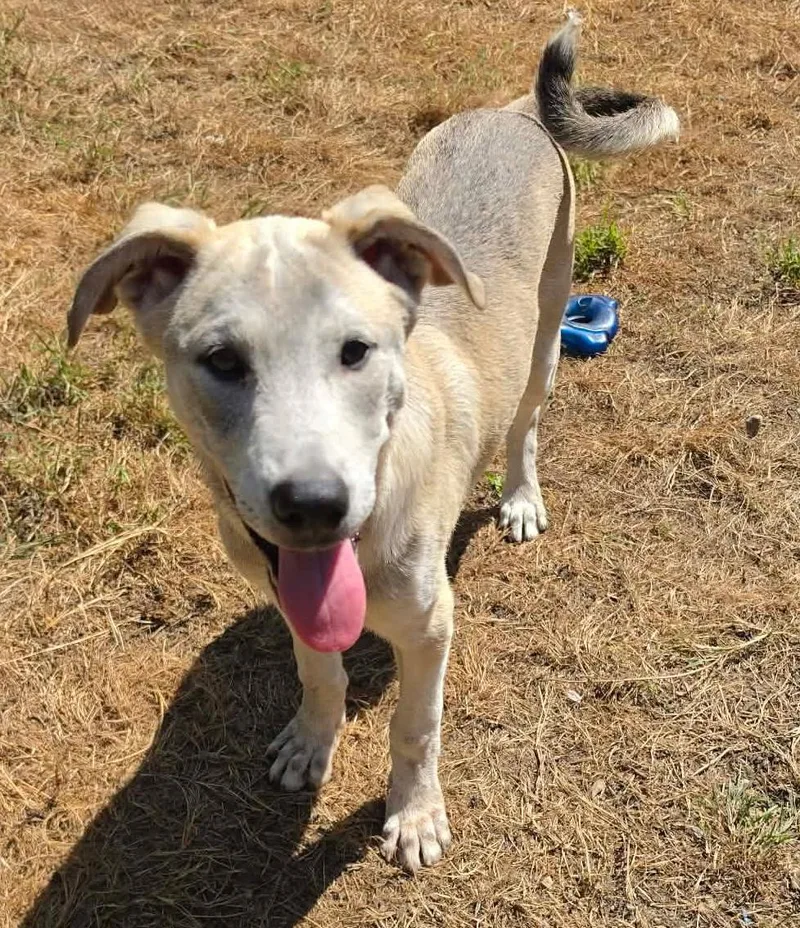 A baby medium-sized male White / Cream Mixed Breed dog named Tulee for adoption in Silvana, WA