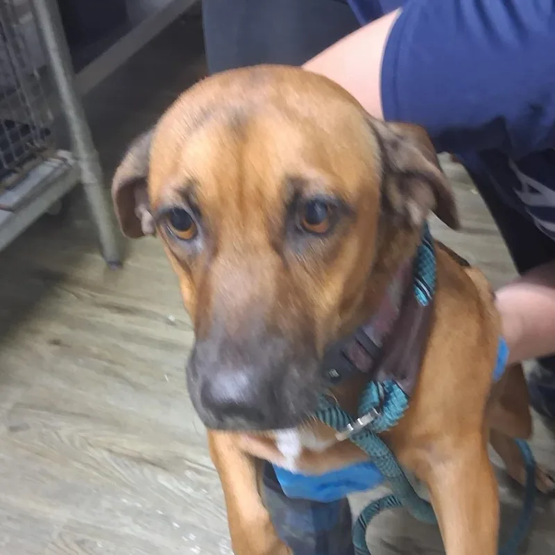 An adult small-sized female Mixed Breed dog named Chloe for adoption in Summerville, SC