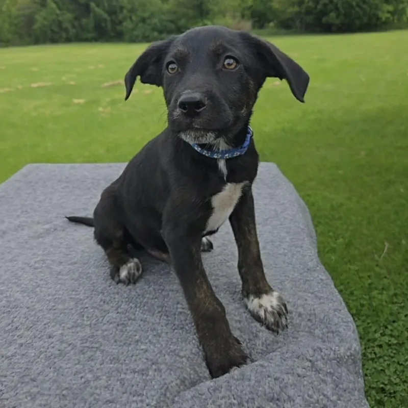 A baby medium-sized male Labrador Retriever dog named Zion for adoption in McHenry, IL