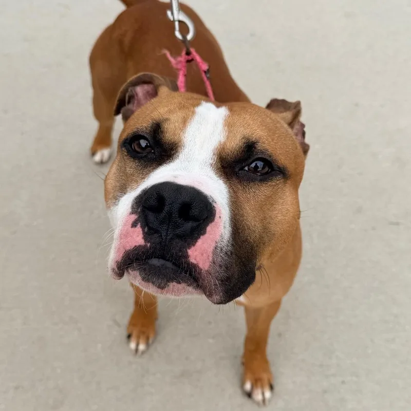 A young medium-sized male Brown / Chocolate Pit Bull Terrier dog named Broly for adoption in Champaign, IL