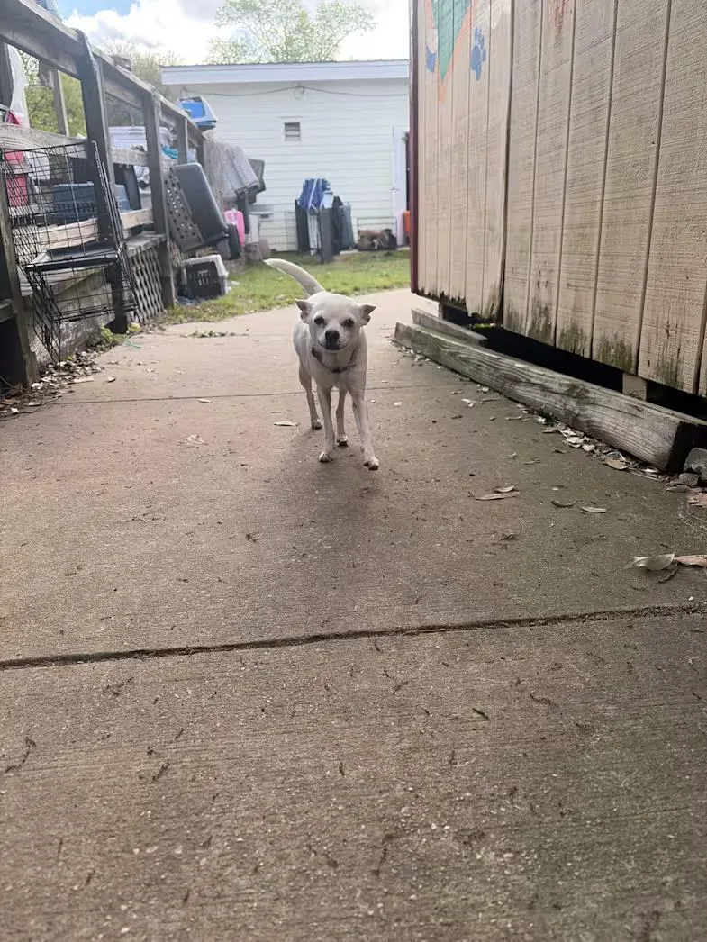 A senior small-sized female White / Cream Chihuahua dog named Julie for adoption in Mobile, AL