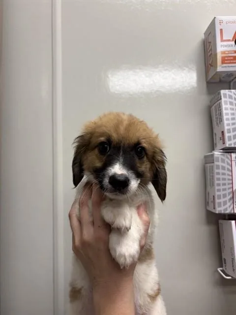 A baby small-sized male Terrier dog named Basil for adoption in Ontario, CA