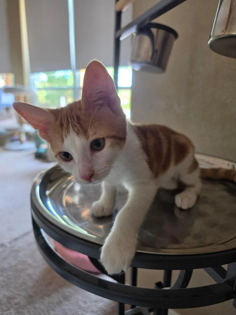 A young medium-sized male Domestic Short Hair cat named Aidan for adoption in Mansfield, TX