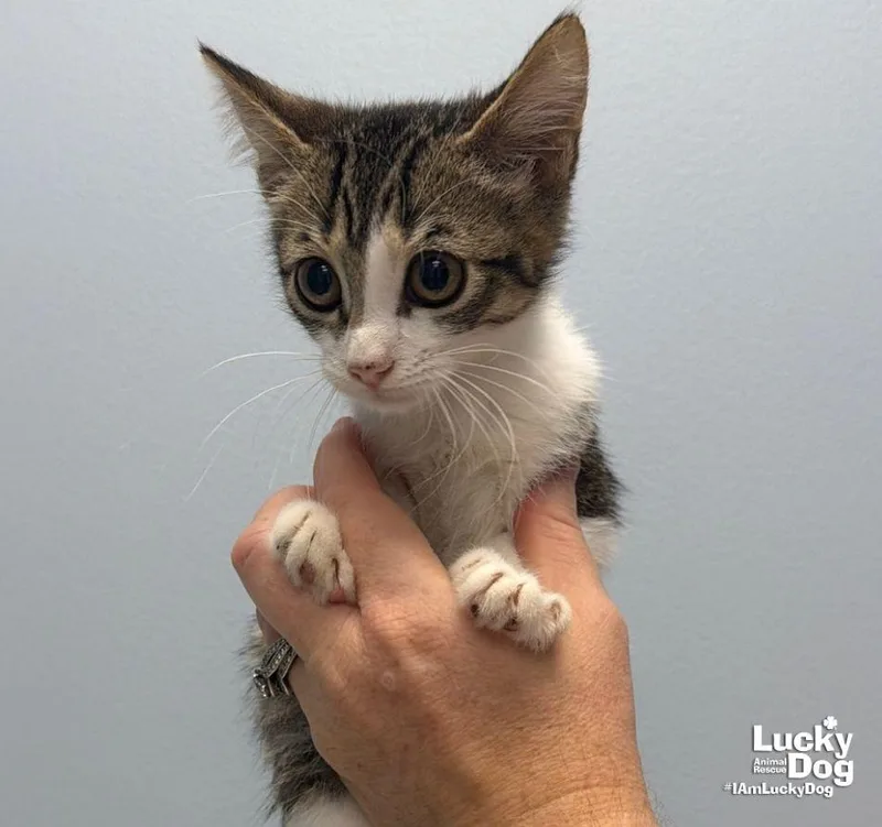 A baby medium-sized female Domestic Short Hair cat named Gravel for adoption in Washington, DC