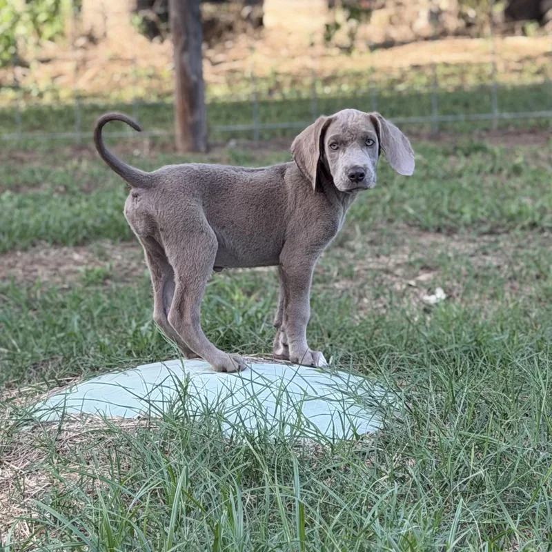 Roo