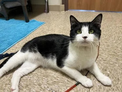 An adult small-sized male Domestic Short Hair cat named Cass for adoption in West Chester, PA