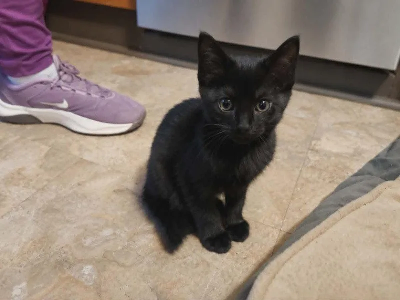 A baby medium-sized female Black Domestic Short Hair cat named Cabana for adoption in Candler, NC