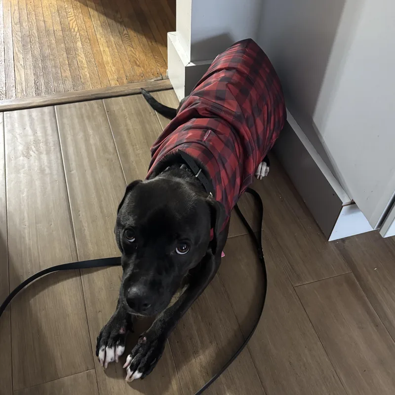 A young medium-sized female American Staffordshire Terrier dog named Luna for adoption in Rochester, NY