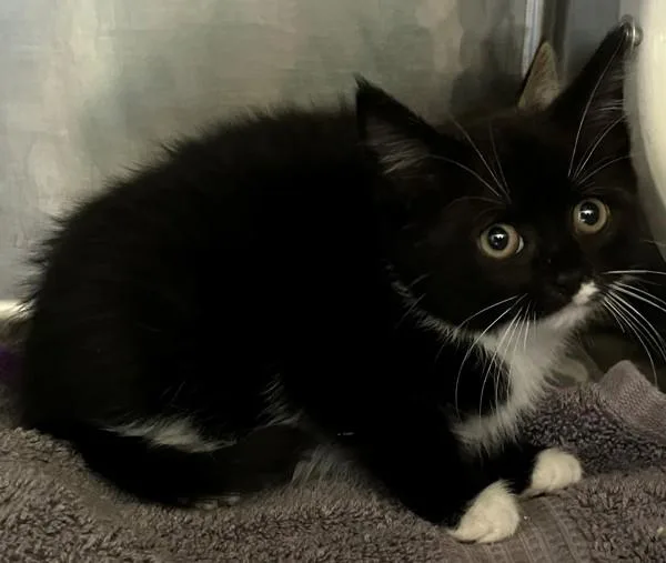 A baby small-sized female Domestic Short Hair cat named Lo Mein for adoption in Staten Island, NY