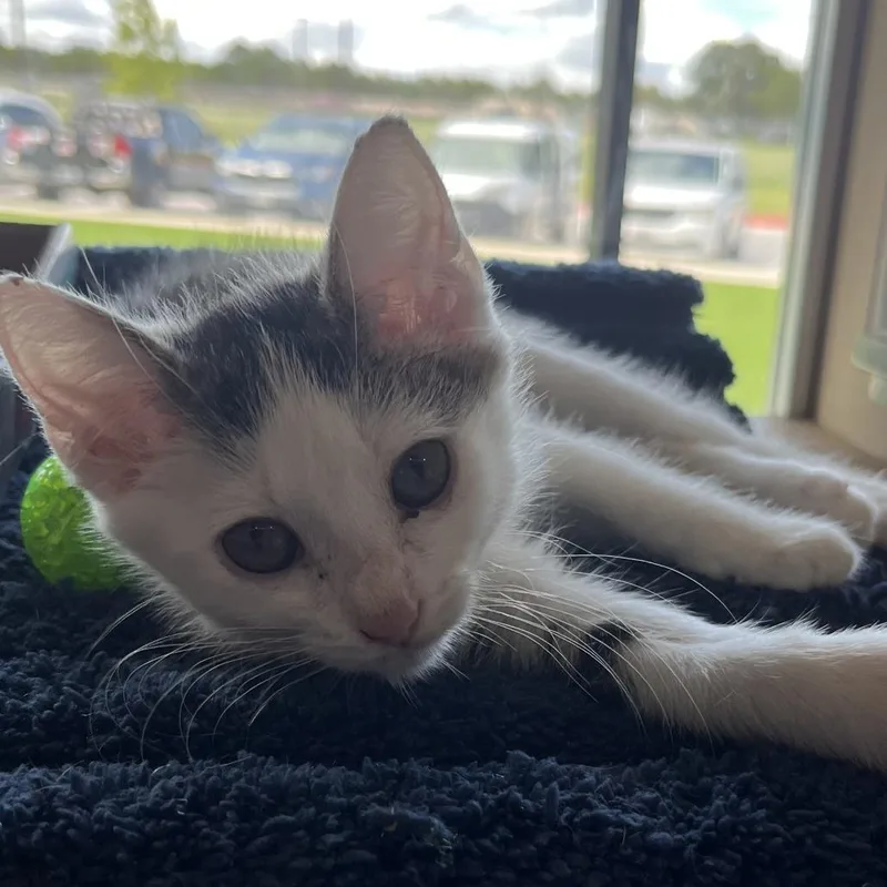 A baby small-sized female White Domestic Short Hair cat named Elly May for adoption in Leander, TX