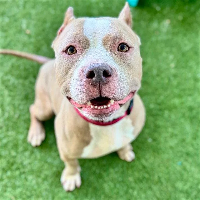 An adult medium-sized female Pit Bull Terrier dog named Coral for adoption in Tavares, FL