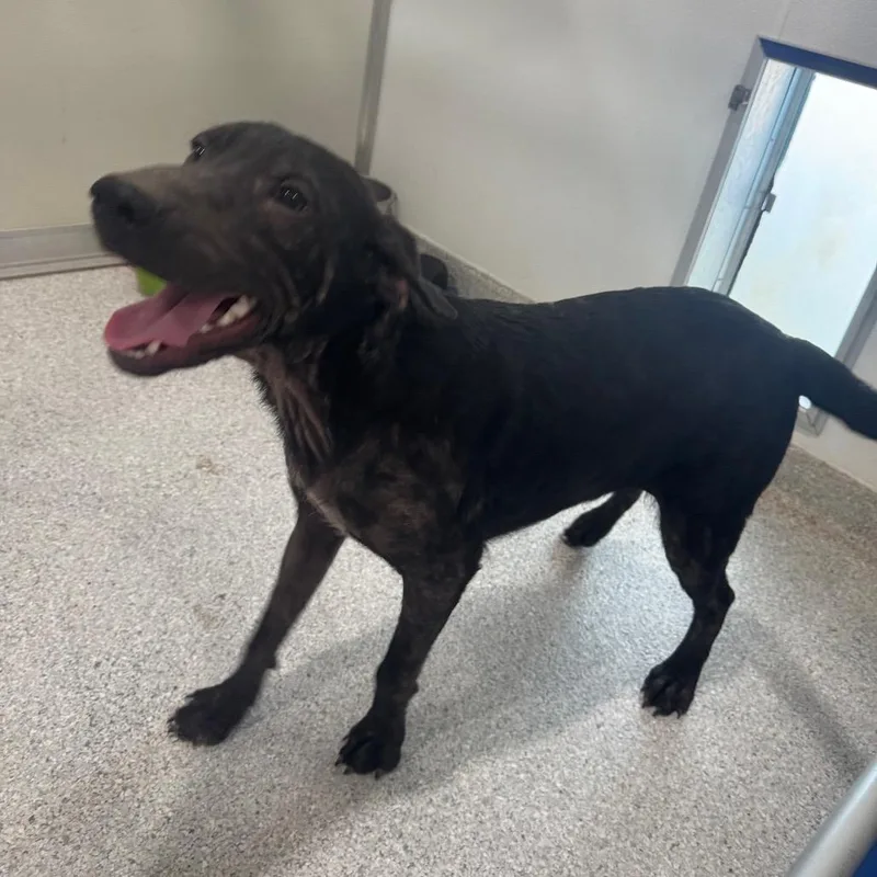 A young medium-sized male Black Labrador Retriever dog named Baker for adoption in Pineville, MO