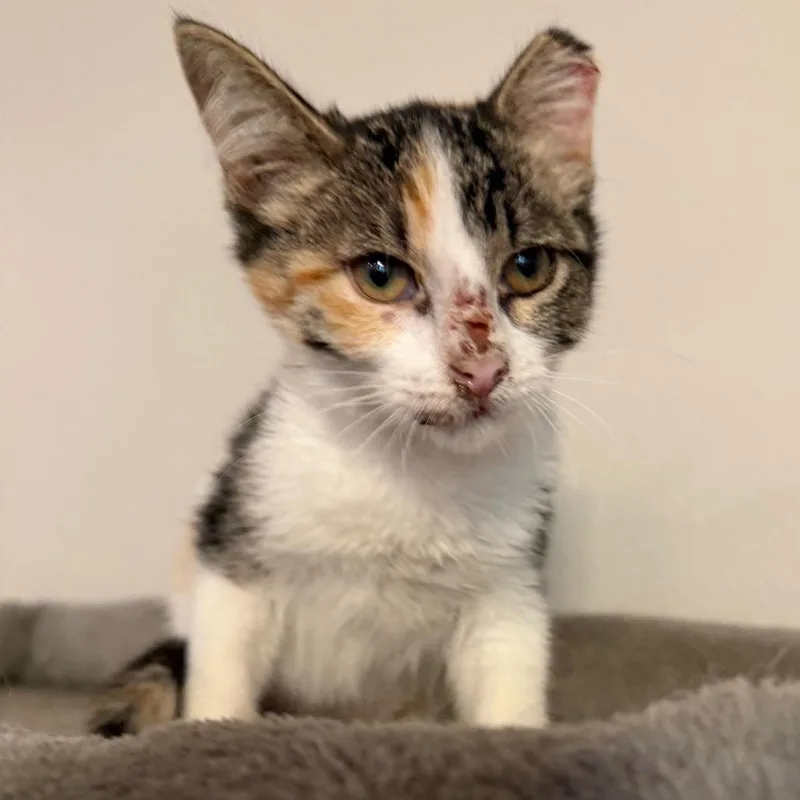 A baby small-sized female Calico Domestic Short Hair cat named Dolly for adoption in Midland, TX