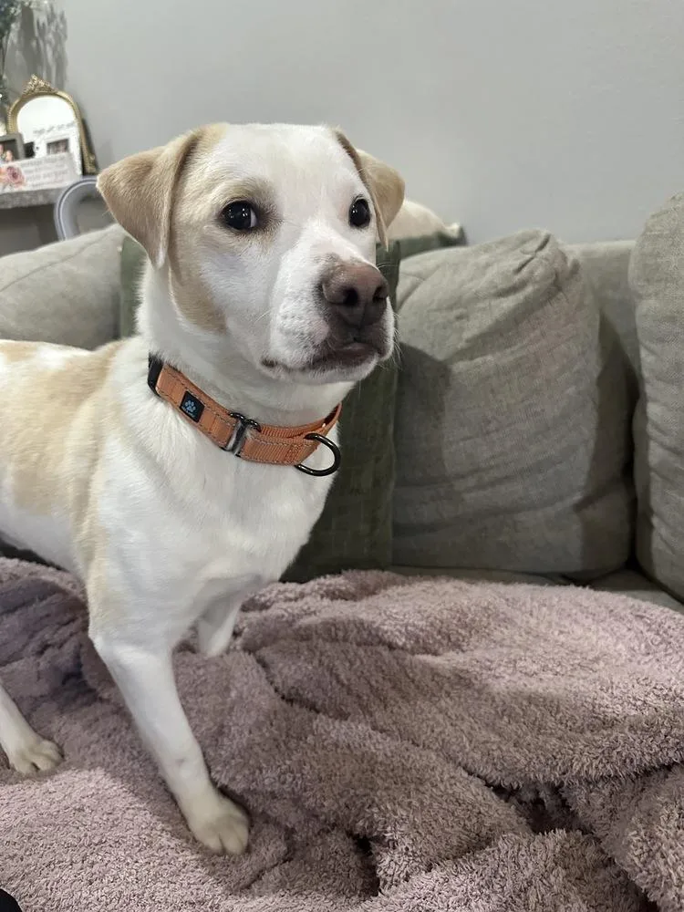 An adult medium-sized male White / Cream Terrier dog named Hollis for adoption in Boston, MA