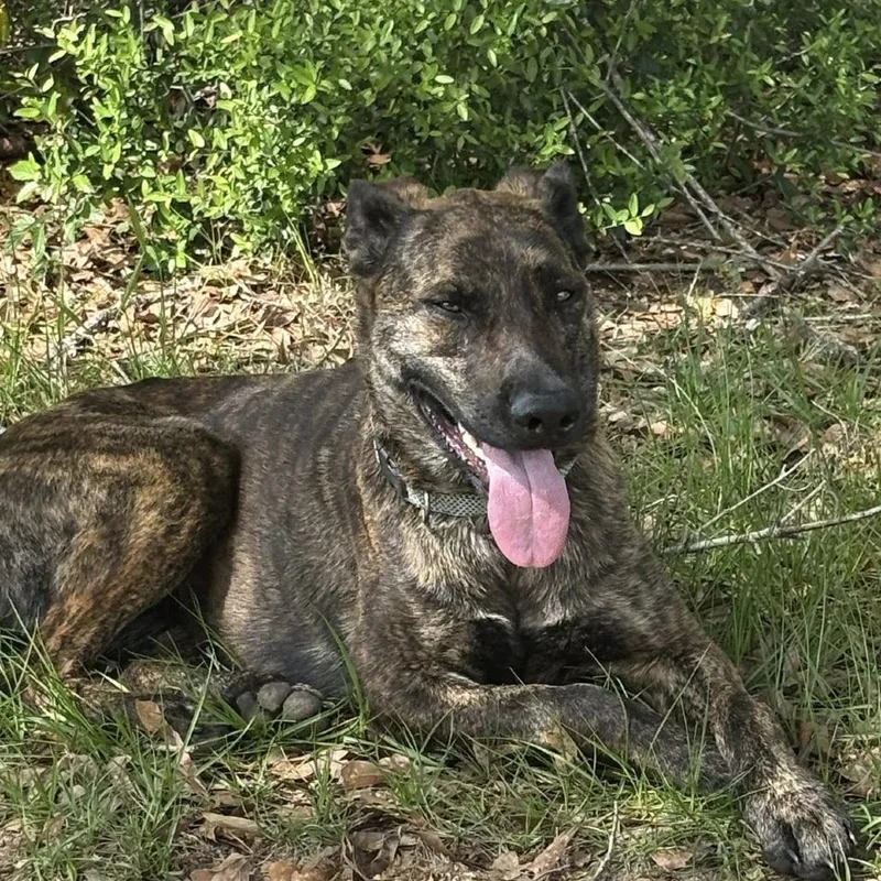A young medium-sized female Brindle Terrier dog named Wren for adoption in Wiggins, MS