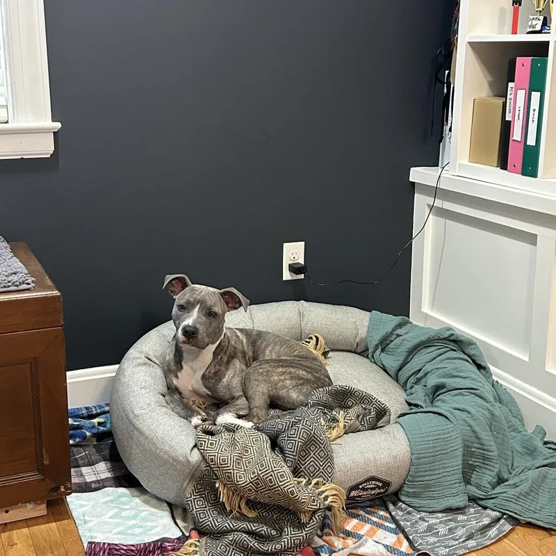 An adult medium-sized female Brindle Pit Bull Terrier dog named Flicka CL for adoption in Kansas City, MO
