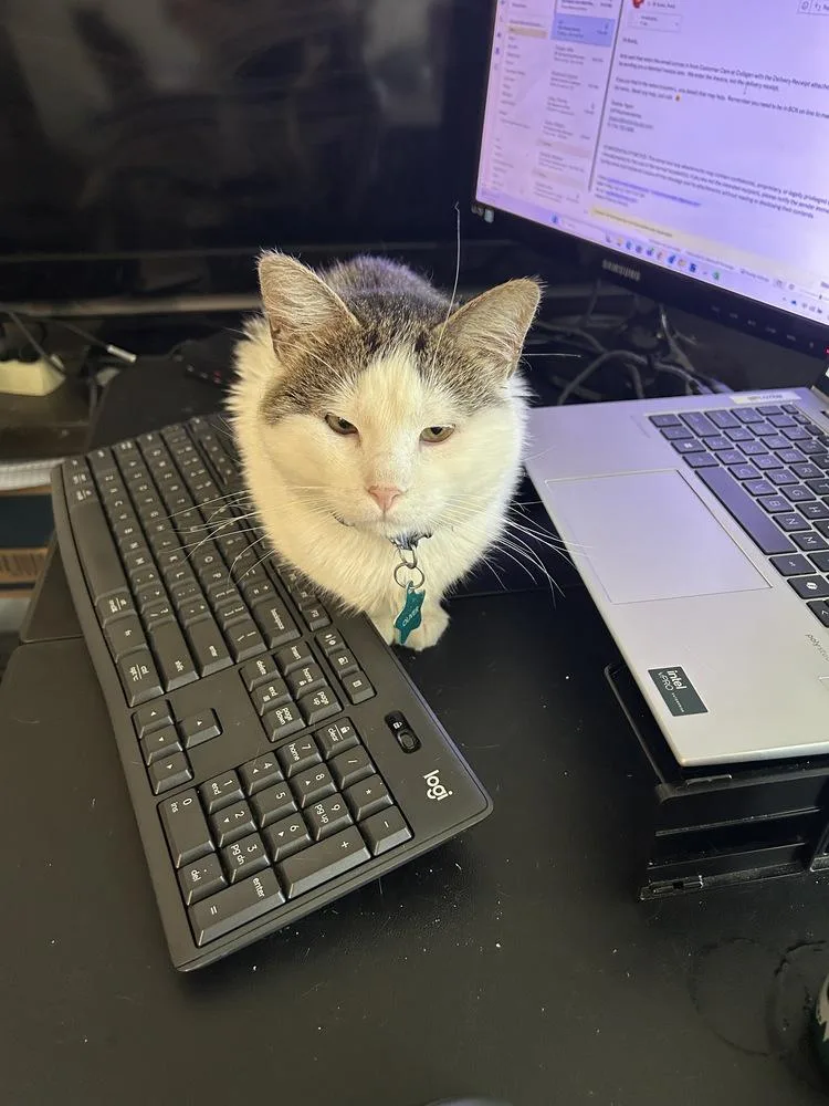 An adult medium-sized male Domestic Short Hair cat named Oliver for adoption in Anoka, MN