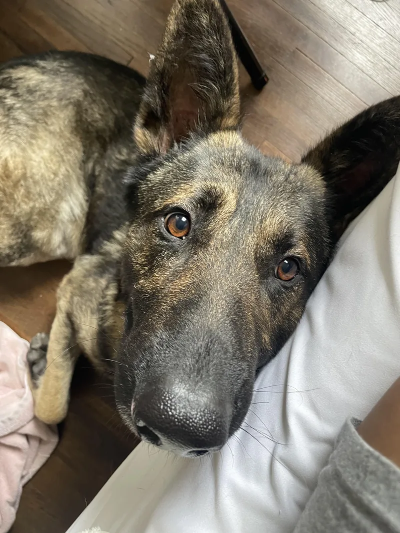 A young large-sized male German Shepherd Dog dog named Zeus for adoption in Los Angeles, CA