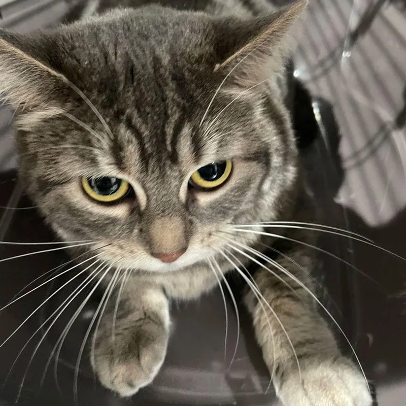An adult medium-sized female Gray / Blue / Silver Domestic Short Hair cat named Angie for adoption in Lake Havasu City, AZ